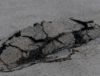 Alligator Cracking